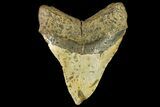 Huge, Fossil Megalodon Tooth - North Carolina #158232-2